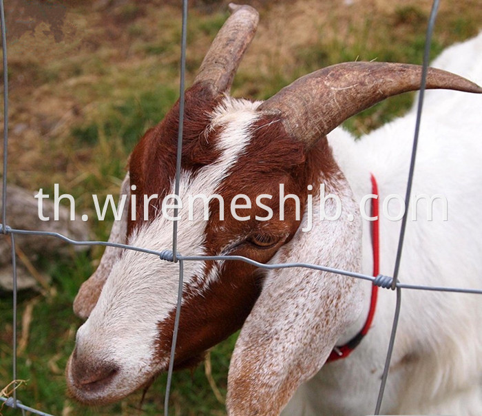 Galvanized Livestock Fence